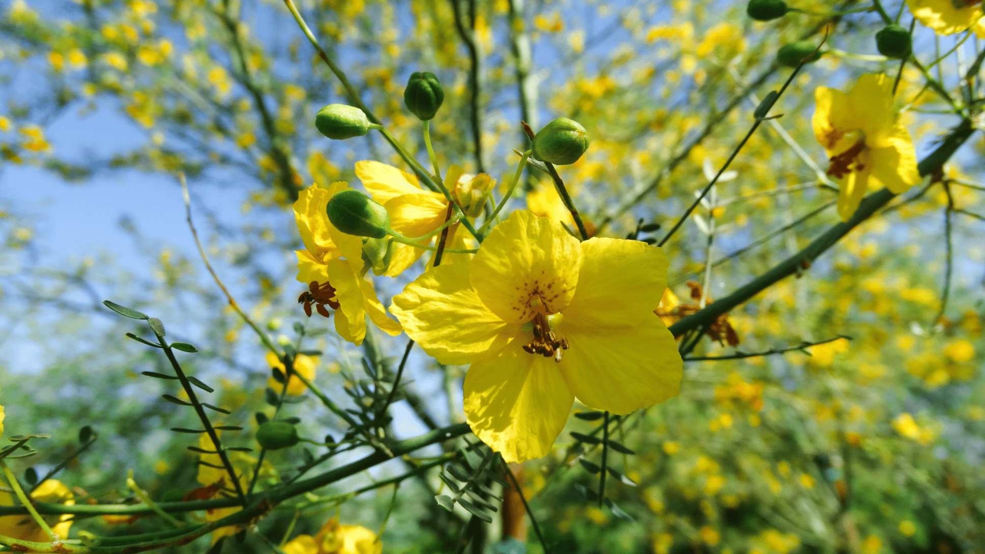 The Top Flowering Trees For Arizona